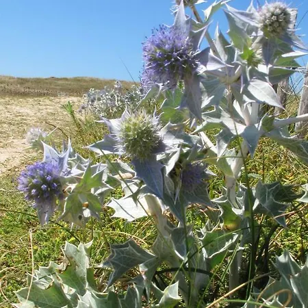 Maison Bleue